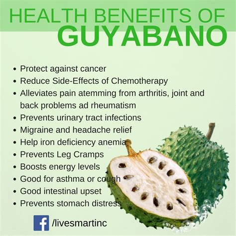 Guyabano Leaves: Guyabano Benefits And Side Effects How .